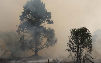 Otorita IKN Pastikan Karhutla Tak Sentuh Proyek Inti, 1.600 Hektare Terbakar di Kaltim