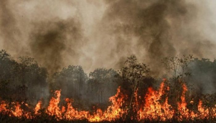 Karhutla di Kalteng, Kemenhut Sanksi 6 Perusahaan dan Bekukan Izin
