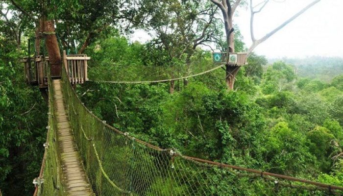 Wisata Bangkirai Hills Balikpapan: Liburan Alam dan Adrenalin di Satu Spot
