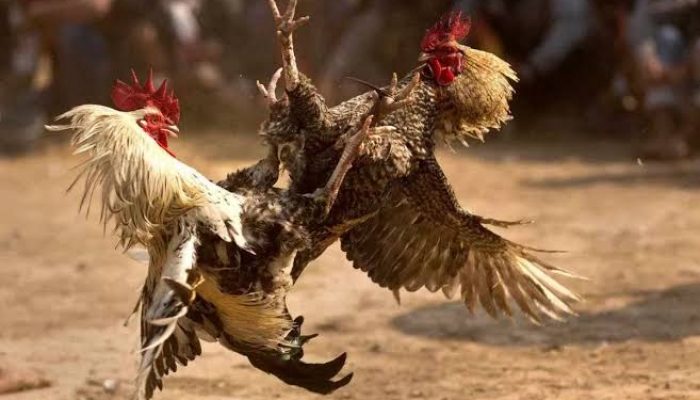 Diduga Tempat Judi, Polisi Sambangi Kawasan Solong Samarinda