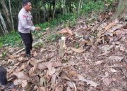 Granat Nanas Bikin Heboh! Kapolresta Samarinda Ungkap Temuan di Perkebunan Warga