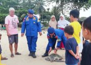 Penyu Nyasar di Balikpapan, Nelayan Jadi Pahlawan Laut