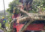 Pohon Tumbang di Samarinda, Truk Hampir Kena Sial!
