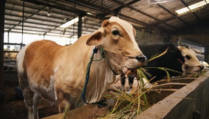 Peternakan Kukar Baru Penuhi 15% Kebutuhan Sapi Potong