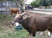 Wabup Cek Langsung Kesiapan Kurban di Berau