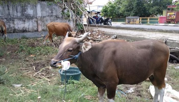 Wabup Cek Langsung Kesiapan Kurban di Berau